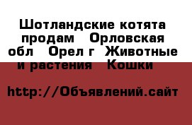 Шотландские котята продам - Орловская обл., Орел г. Животные и растения » Кошки   